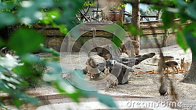 BUDAPEST, HUNGARY - JULY 5, 2018: in the zoo, animals walk together, such as ostriches, large sea swine Capibara Stock Photo