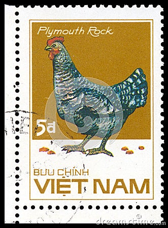 Stamp printed in Vetnam shows Plymouth Rock chicken Editorial Stock Photo