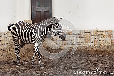 Zebra at the Zoo in Budapest Stock Photo