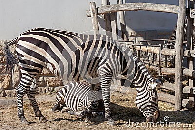 Zebra in Budapest Zoo Editorial Stock Photo