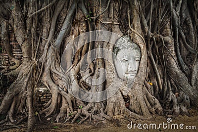 Buddha face statue in the roots, Thailand Stock Photo