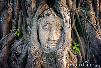 Buddha head in fig tree at Wat Mahathat, Ayutthaya historical park, Thailand. Stock Photo