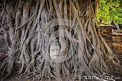 Buddha Head in the tree Stock Photo