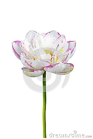 Buddha lotus flower isolated Stock Photo