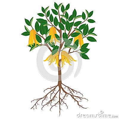 Buddha`s hand citrus tree with fruits and roots on a white background. Vector Illustration