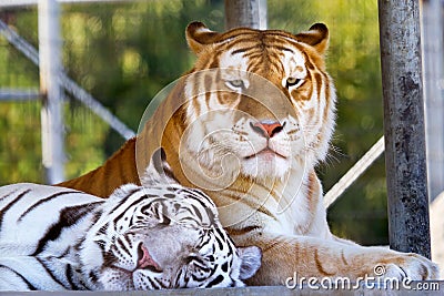 Buddies Royal White Orange Black Bengal Tigers Stock Photo