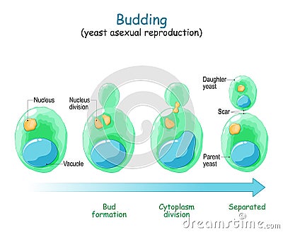 Budding. asexual reproduction of yeast cell Vector Illustration