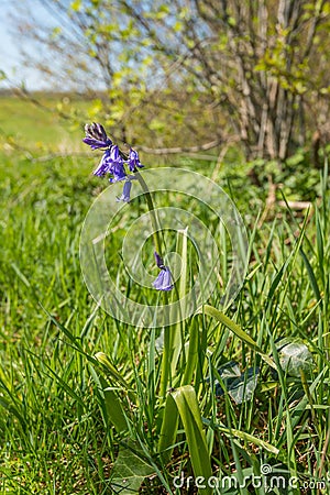 Budding and blooming Common Bluebell plant Stock Photo