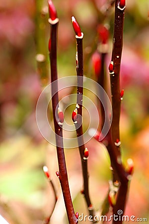 Budding bush Stock Photo