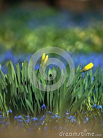 Budding daffodils and a blue flowerbed of Grape Hyacinths Stock Photo