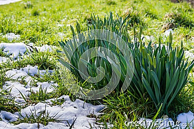 Timid spring Stock Photo
