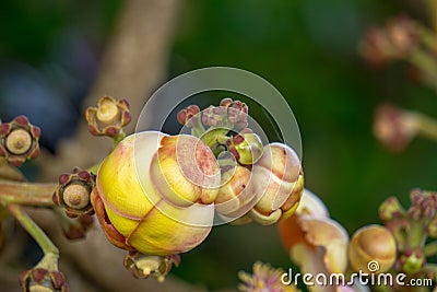 Budding flowers of Shorea robusta also known as sal, sakhua or shala tree Stock Photo