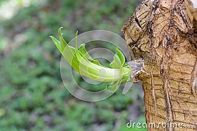 Budding green leaf Stock Photo
