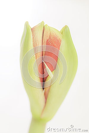 The budding leaf of the Amaryllis, an old flower bulb, comes to life again Stock Photo