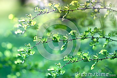 Budding leaves, begins new life ! Stock Photo