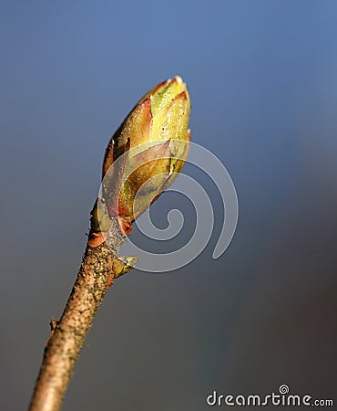 Budding leaves on the tree bough in the spring Stock Photo