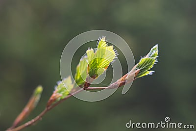 budding leaves of a tree in spring Stock Photo