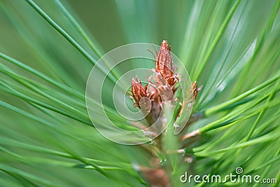 Budding Pine Cone Stock Photo