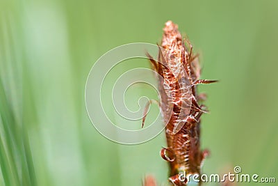 Budding Pine Cone Stock Photo