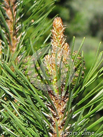 Budding pine cones Stock Photo