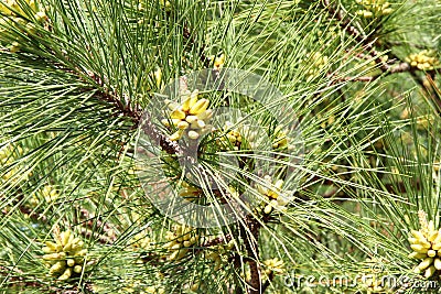 Budding Pine Tree Stock Photo