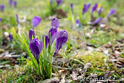 Budding purple crocuses between the fresh grass Stock Photo