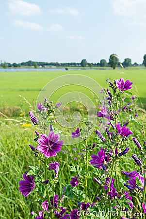 Budding and purple flowering High Mallow plants Stock Photo