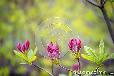 Budding purple flowers and fresh green leaves of a Chinese azalea from close Stock Photo