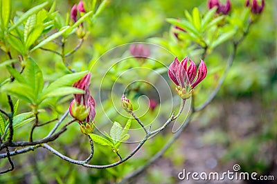 Budding purple flowers and fresh green leaves of a Chinese azalea from close Stock Photo