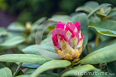 Budding red rhododendron bloom from close Stock Photo