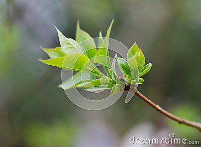 Budding Tree Leaves Stock Photo