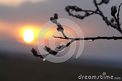 A budding willow branch with dew drops Stock Photo