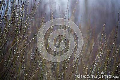 Budding willow shrub in early spring Stock Photo