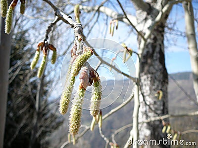 Budding Willow Tree Stock Photo