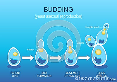 Budding. Yeast Asexual reproduction. Fungi Vector Illustration