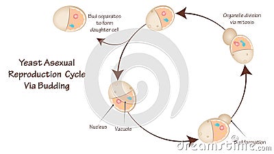 Budding yeast cycle Cartoon Illustration