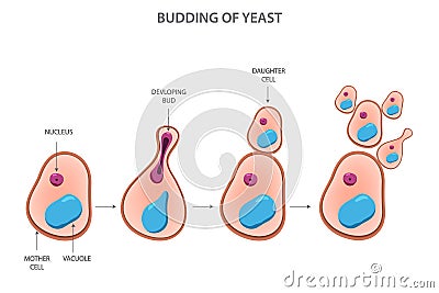 Budding of yeast, asexual reproduction of yeast cell Vector Illustration