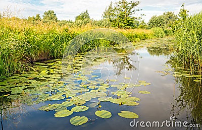 Budding and yellow flowering water lily plants in a creek with a Stock Photo