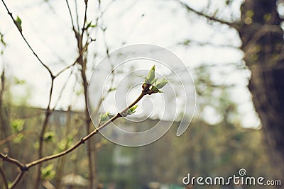 budding young lilac leaves on a twig on a sunny spring day Stock Photo