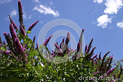 Buddleia Davidii Stock Photo