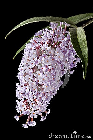 Buddleia illuminated by strong sidelight Stock Photo