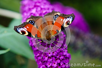 Buddleja davidii Butterfly bush Stock Photo