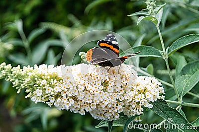 Buddleja davidii butterflybush Stock Photo