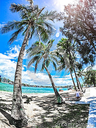 Budds Beach and its Paradise like Trees Editorial Stock Photo