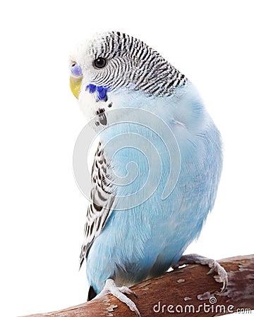 Budgerigar Stock Photo