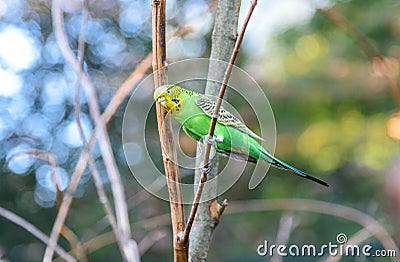 Budgerigar australian of natural coloration is sitting on a branch. Closeup Stock Photo