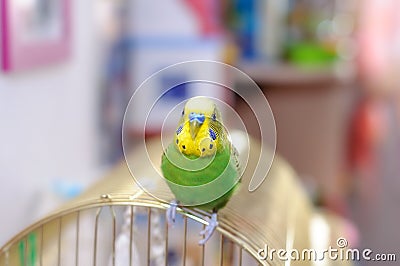 Budgerigar Stock Photo