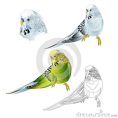 Budgerigar blue and green pet parakeet or budgie or shell parakeet home pet natural and outline on a white background watercolor Vector Illustration