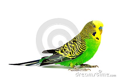 Budgerigar isolated on white background Stock Photo