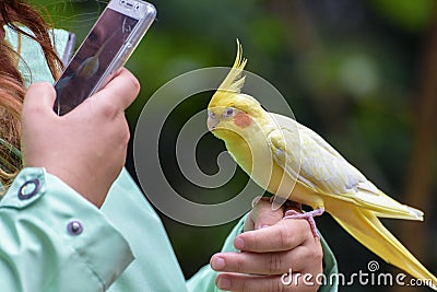 Budgerigar is a long-tailed parrot, with yellow feathers is sitting on the hand of girl. The girl take a photo of parrot by phone. Stock Photo